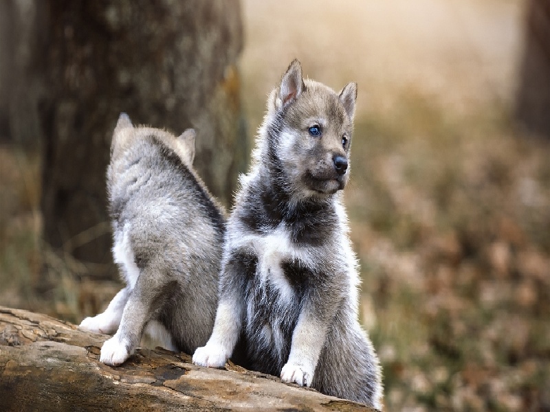 山东济南试管医院,法律禁止试管婴儿